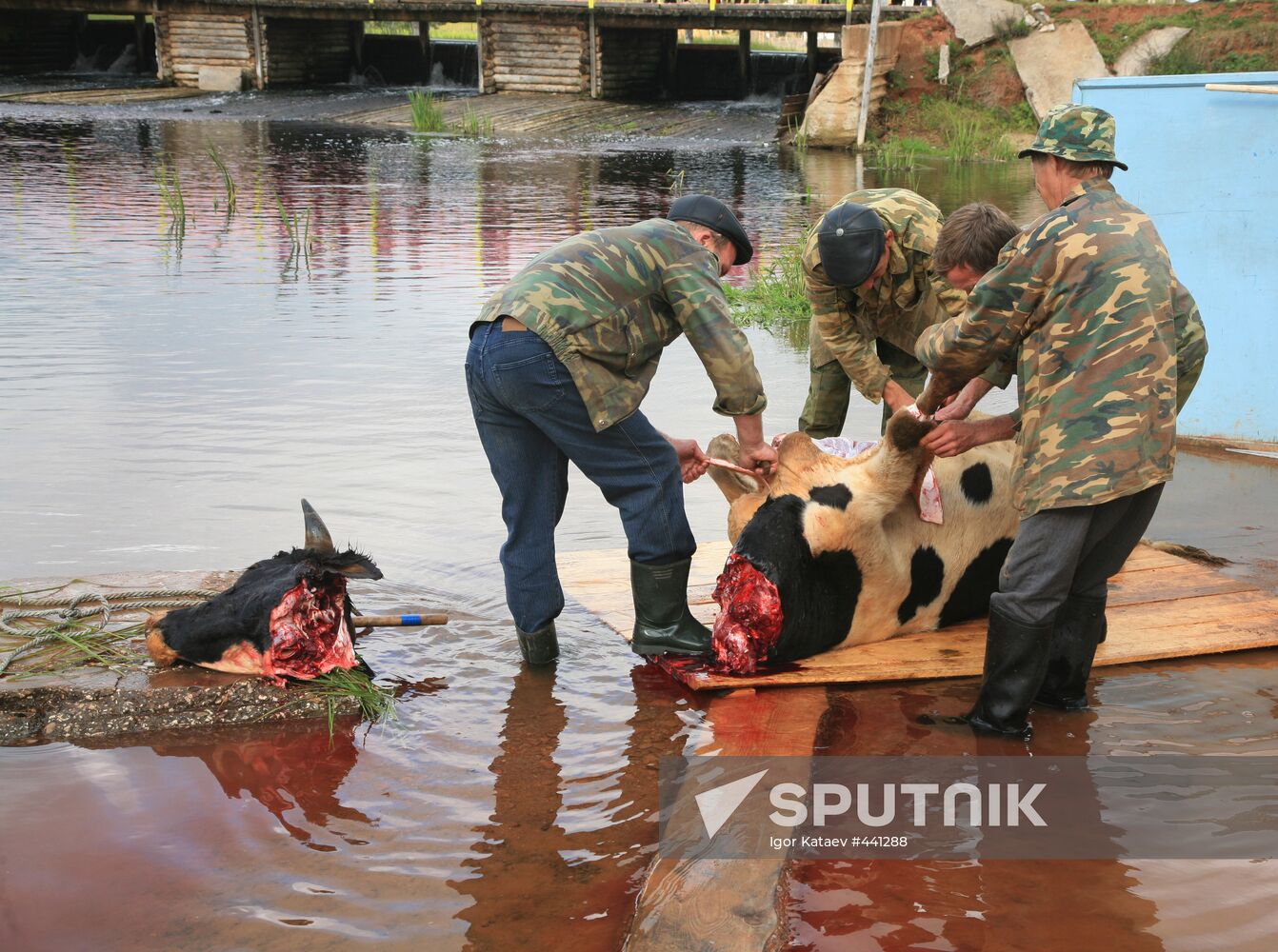 Pagan ritual of Bykoboi in the village of Bolshaya Kocha