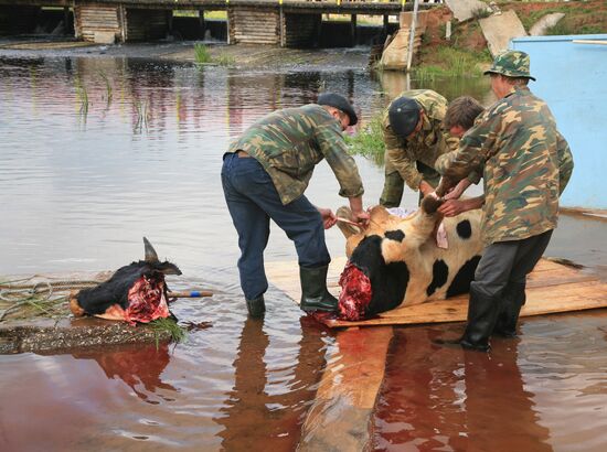 Pagan ritual of Bykoboi in the village of Bolshaya Kocha