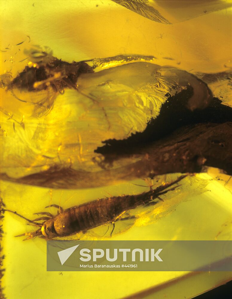 Insects in amber
