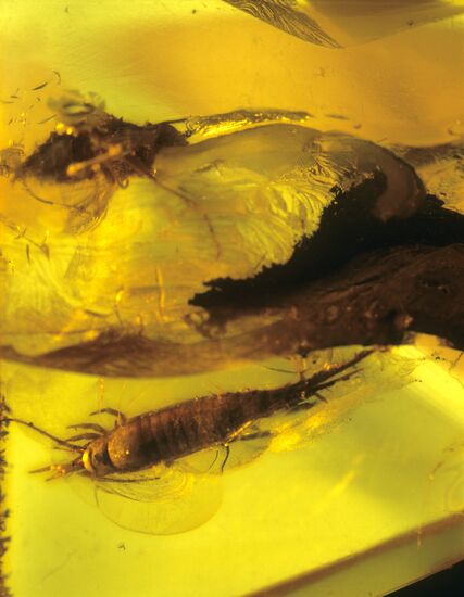 Insects in amber