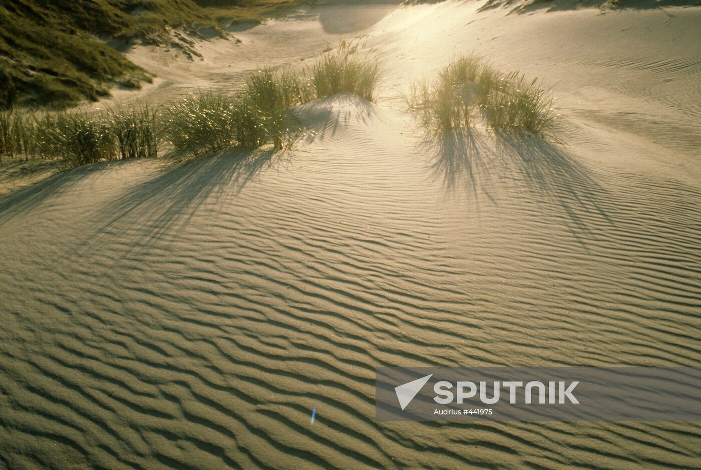 Sand-dunas of Curonian Spit