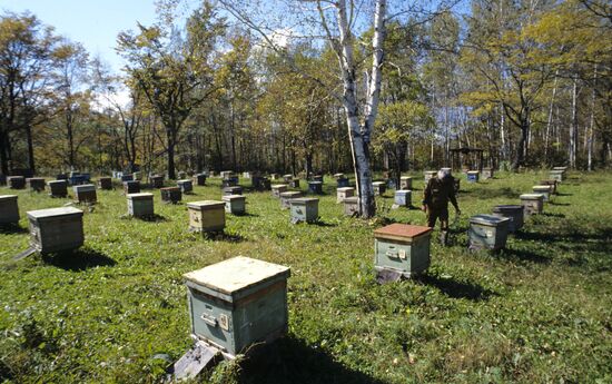 An apiary