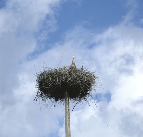 Stork's nest