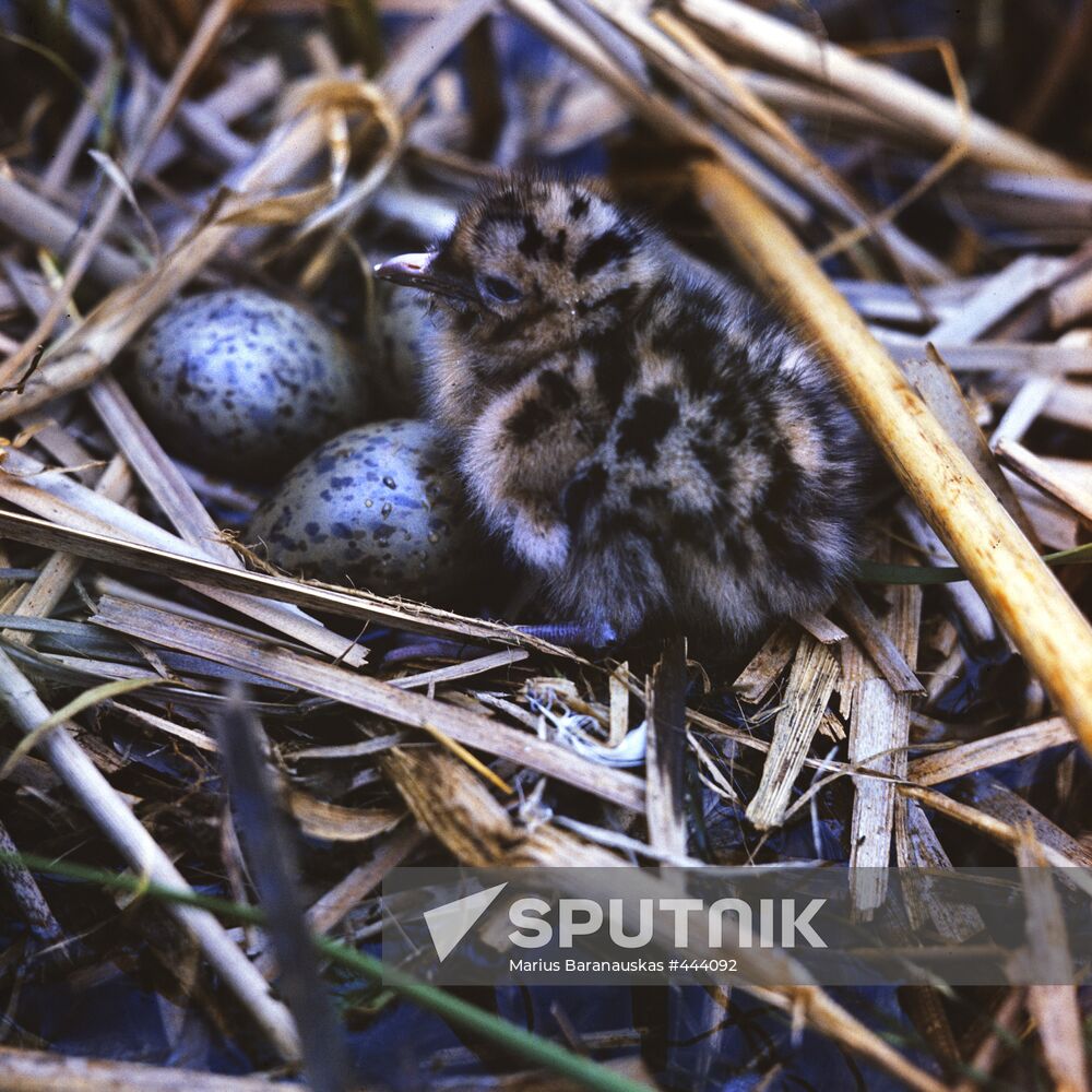 A seagull's nest