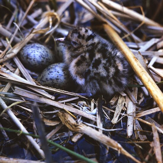 A seagull's nest