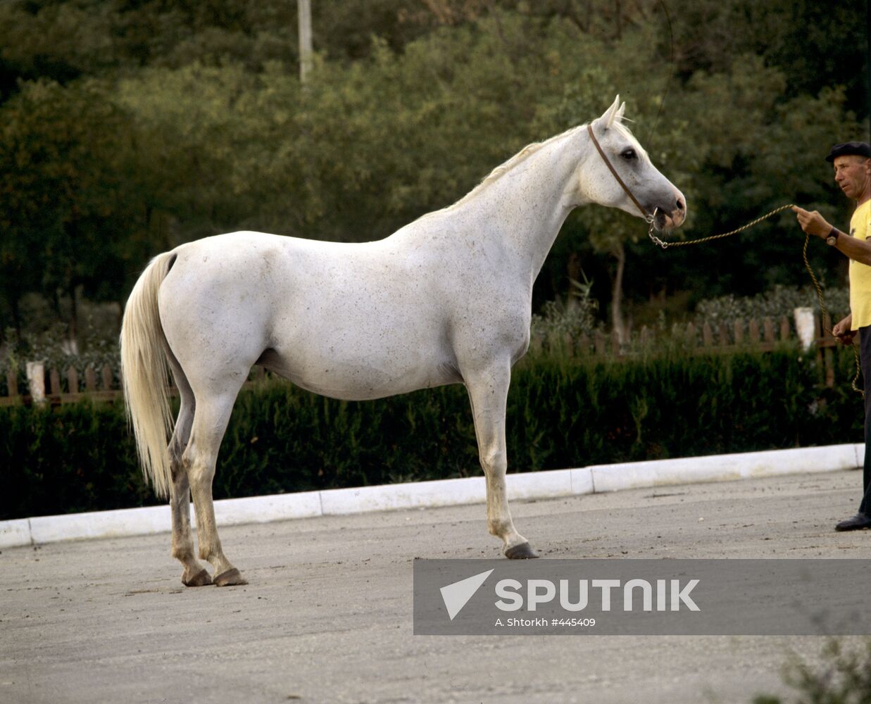 Arabian breed mare