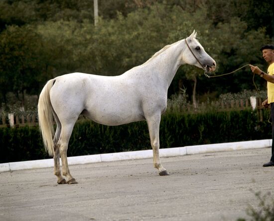 Arabian breed mare