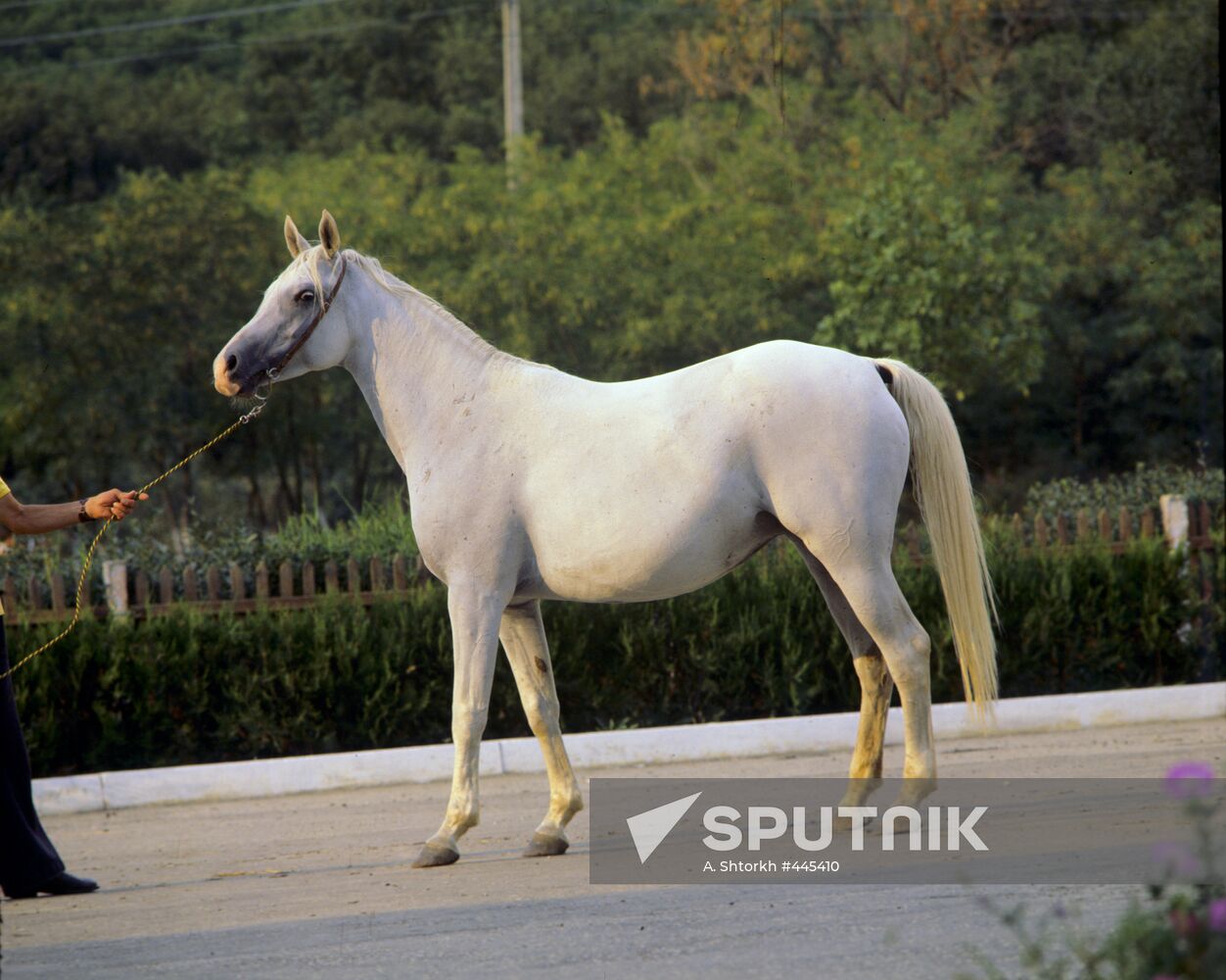 Arabian breed mare