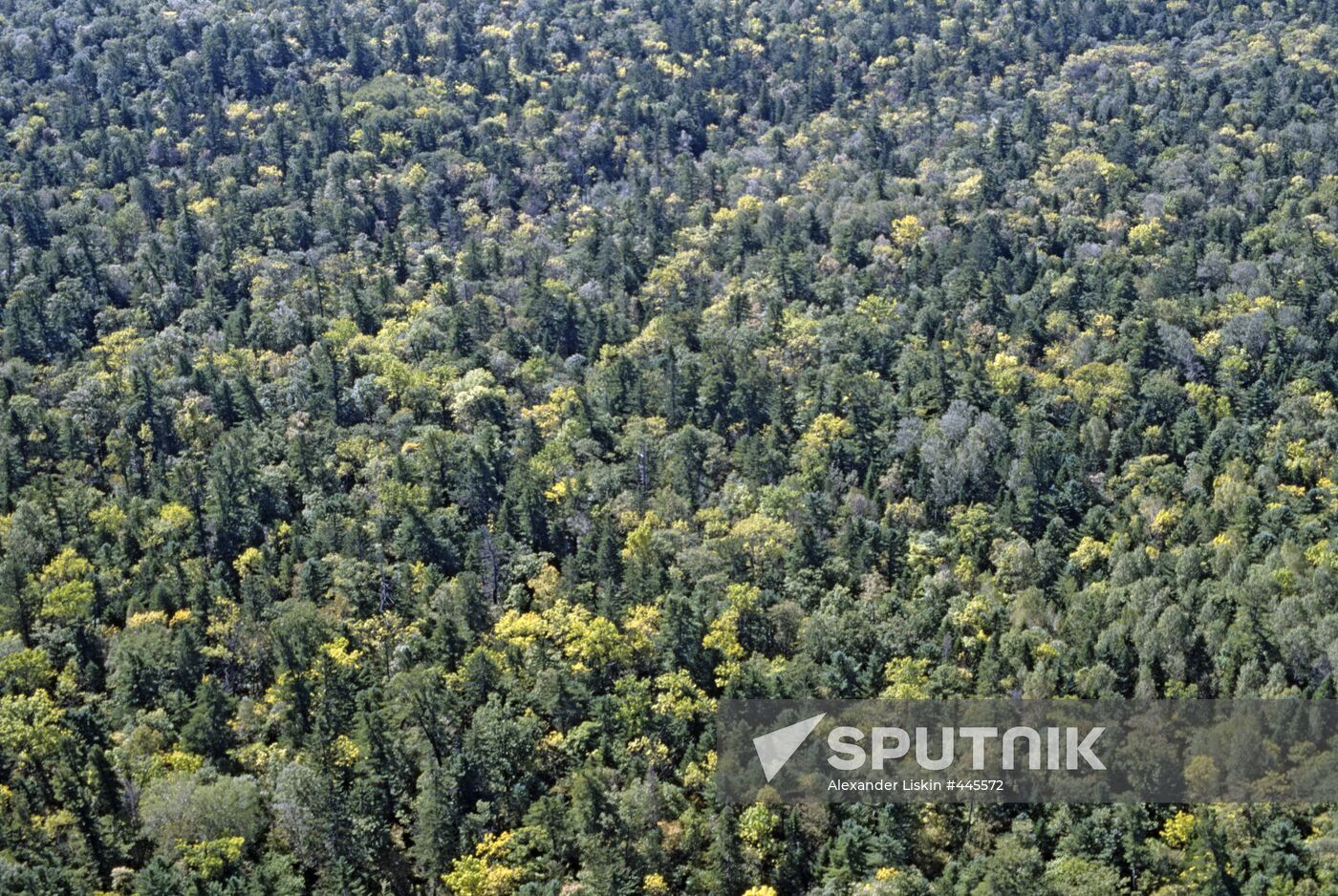 Ussuri taiga forest