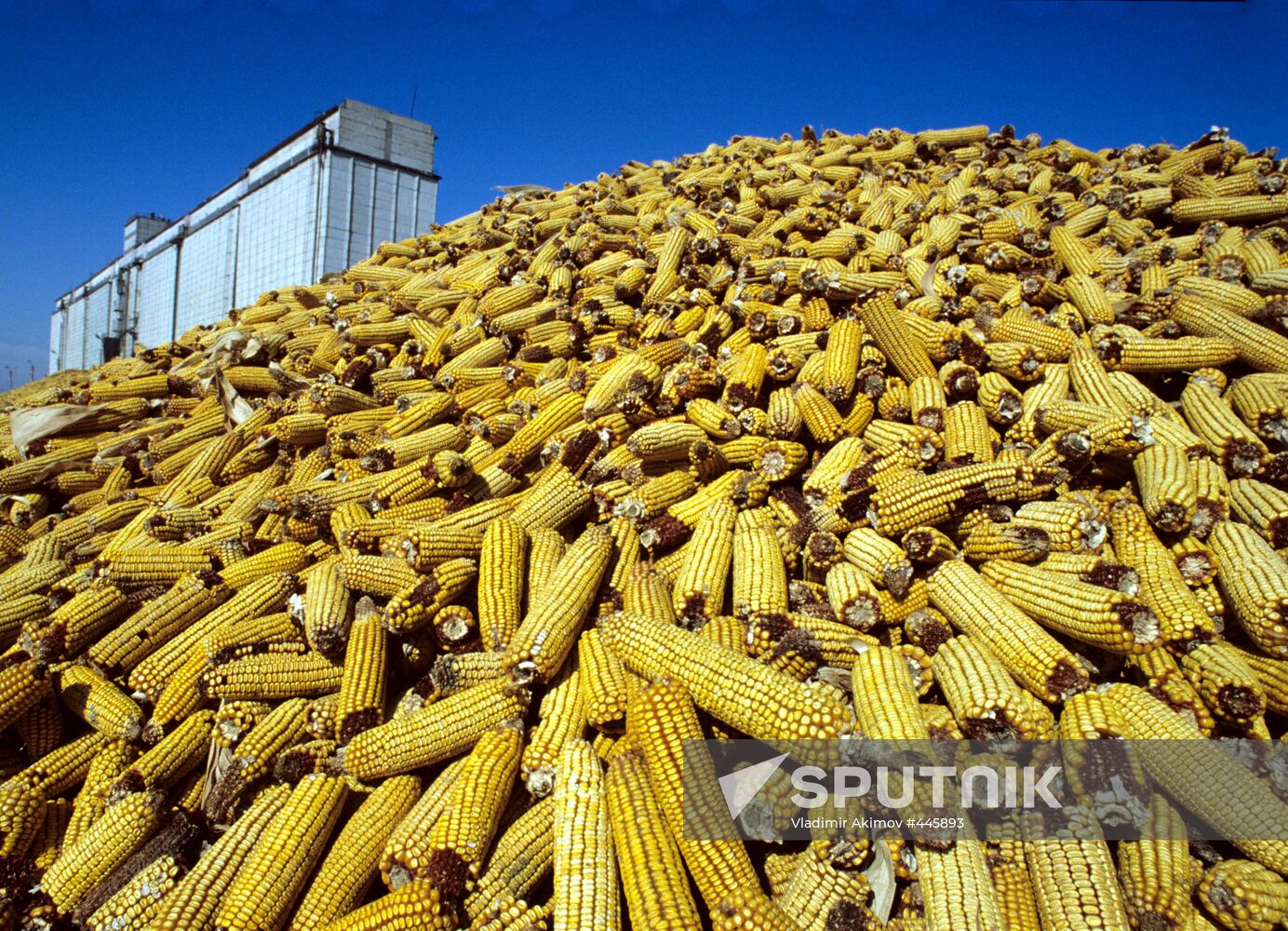 Corn harvest