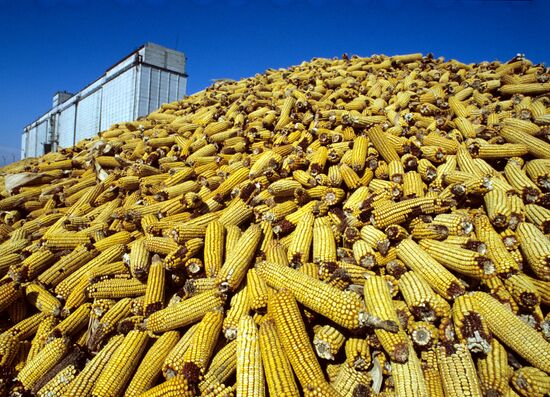Corn harvest