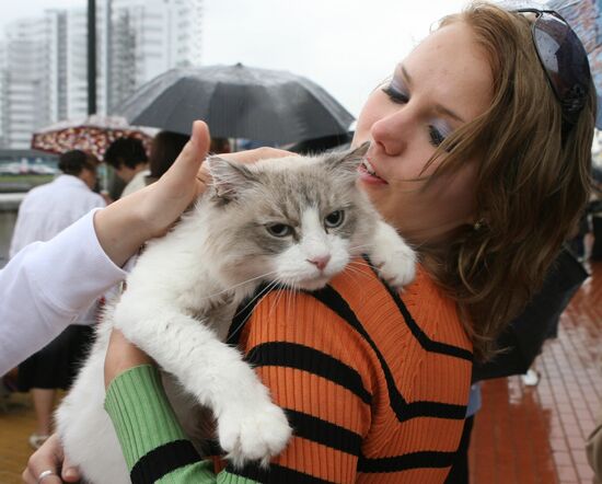 Kaliningrad celebrates Cat Day