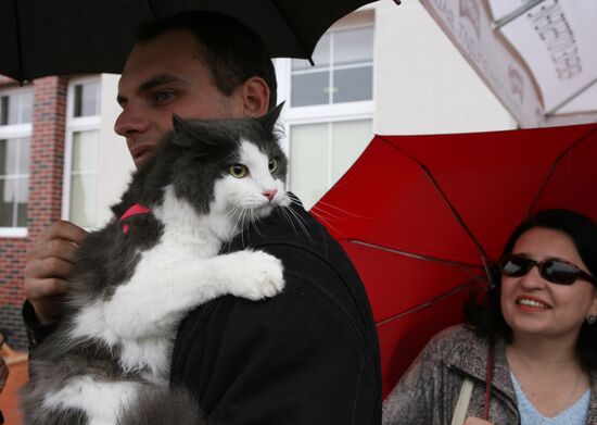 Kaliningrad celebrates Cat Day