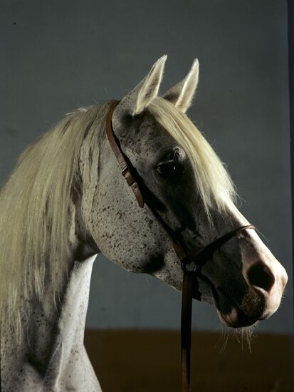Arab mare