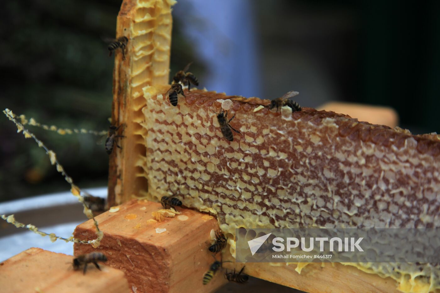 Honey fair in Tsaritsyno, Moscow