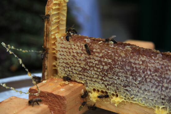 Honey fair in Tsaritsyno, Moscow