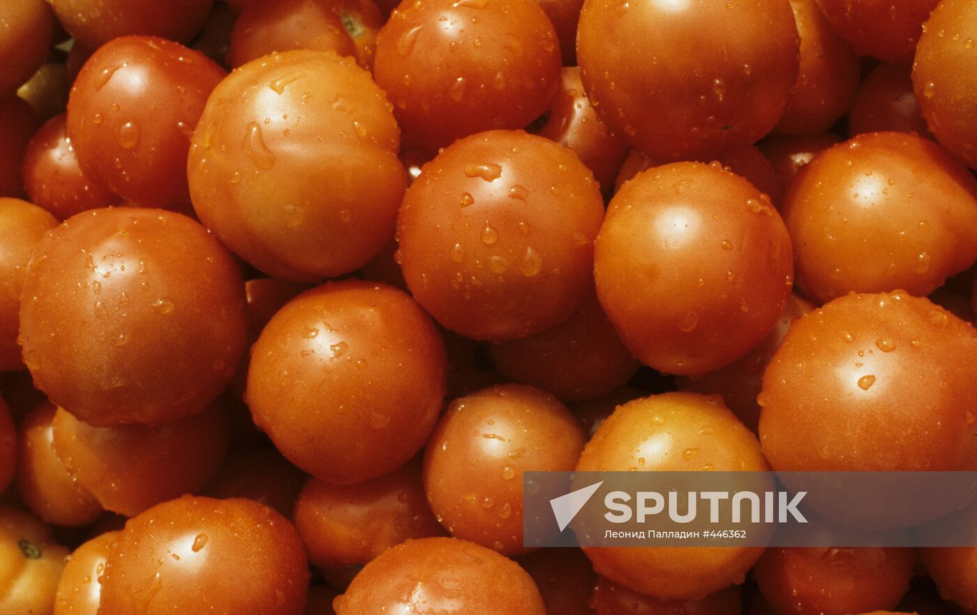 Tomatoes