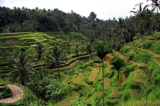 Foreign countries. Indonesia. Bali