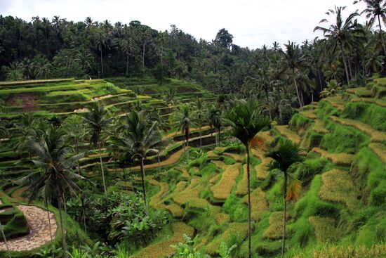 Foreign countries. Indonesia. Bali