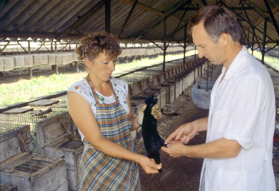Employees of Ladoga fur breeding farm