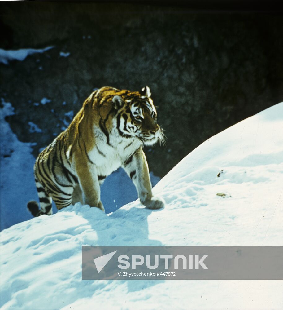 Siberian tiger (Panthera tigris altaica)