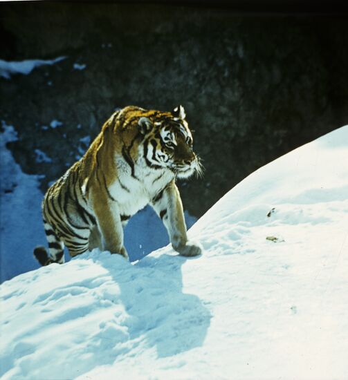 Siberian tiger (Panthera tigris altaica)