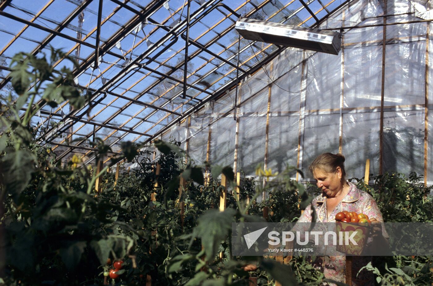 Greenhouse worker