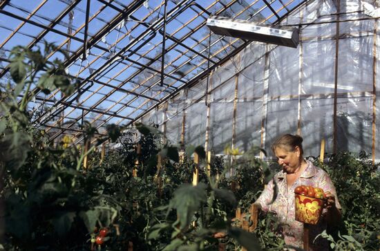 Greenhouse worker