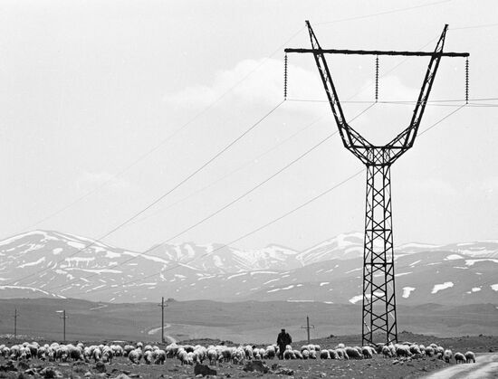Flock of sheep