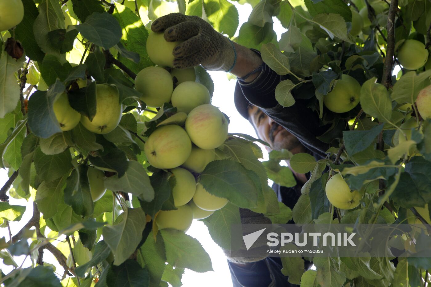 Harvesting apples at Lenin State Farm company