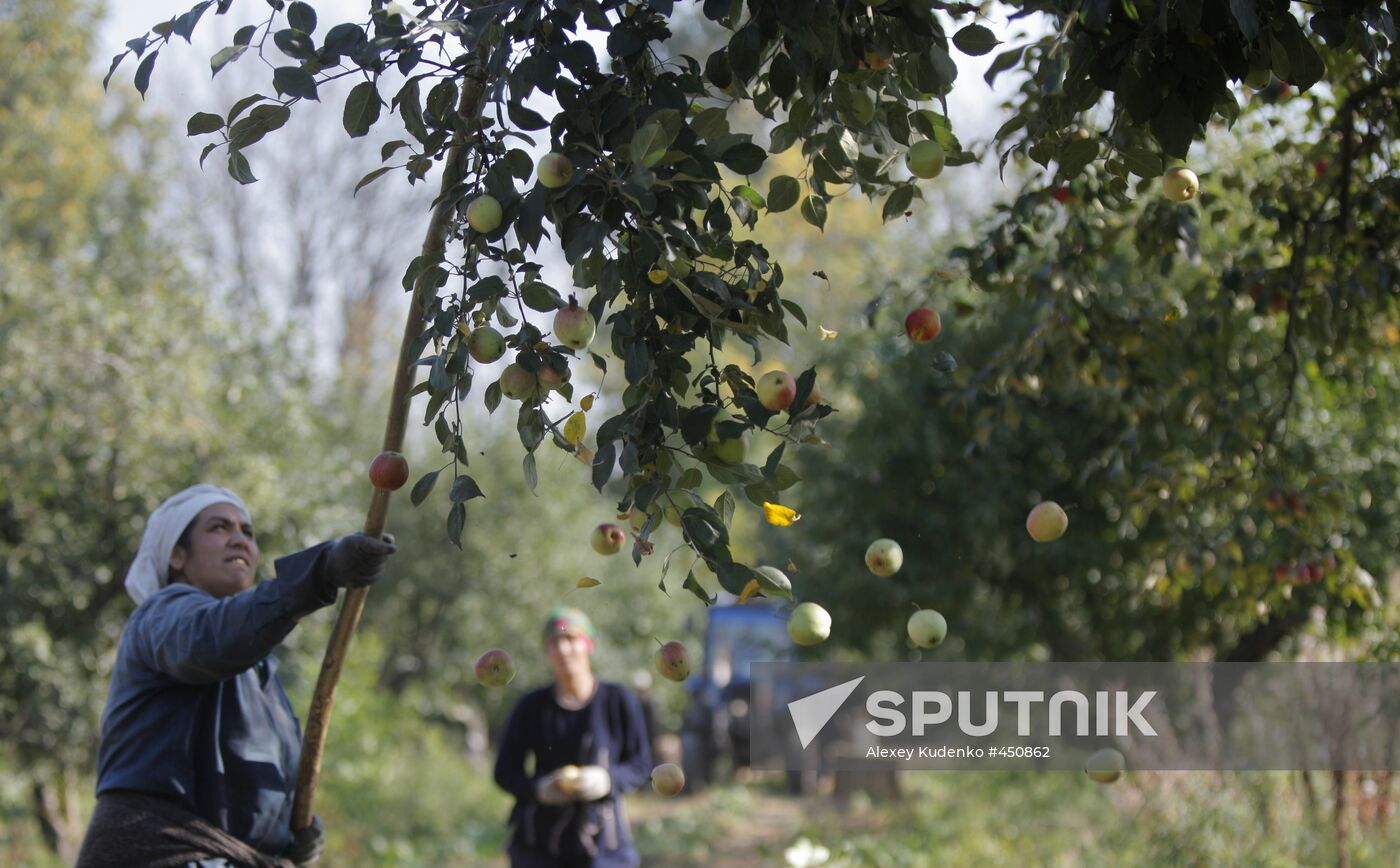 Harvesting apples at Lenin State Farm company