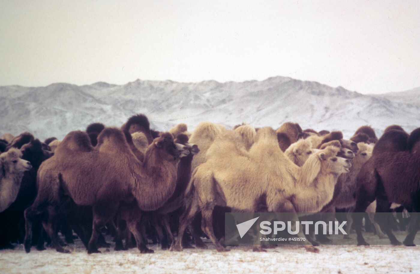 Camels