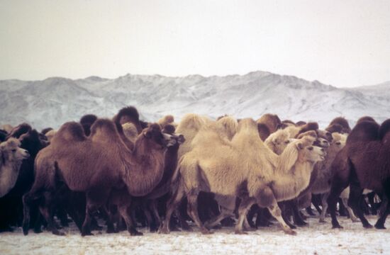 Camels