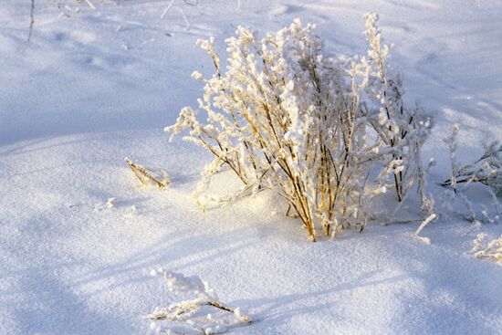 Winter landscape