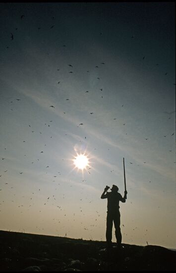 Terns’ nesting site
