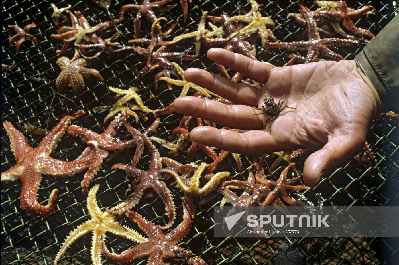 Starfish