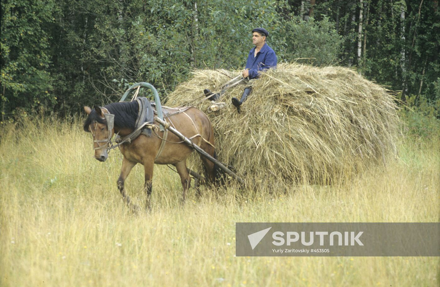 Hay making