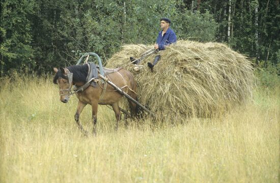 Hay making