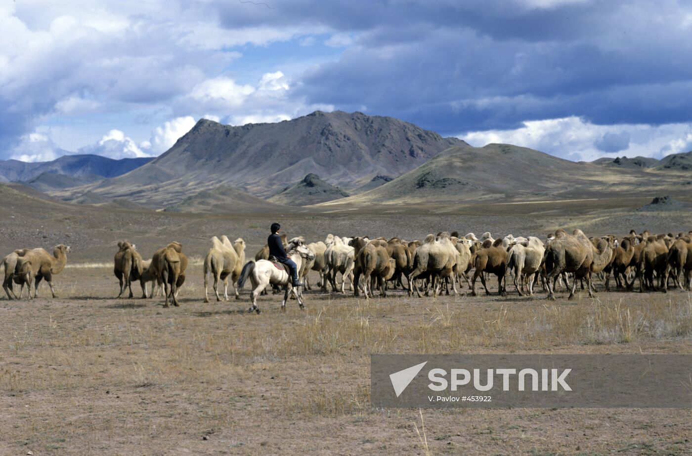 Herd of camels
