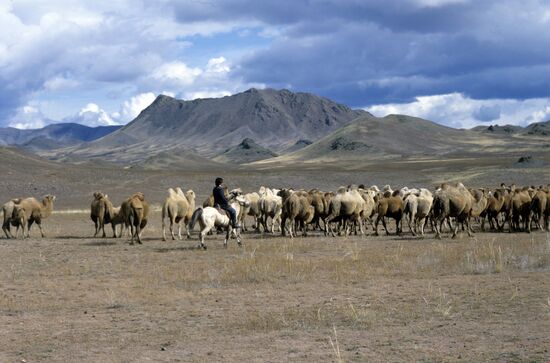 Herd of camels