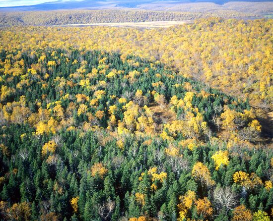 Relict spruce grove