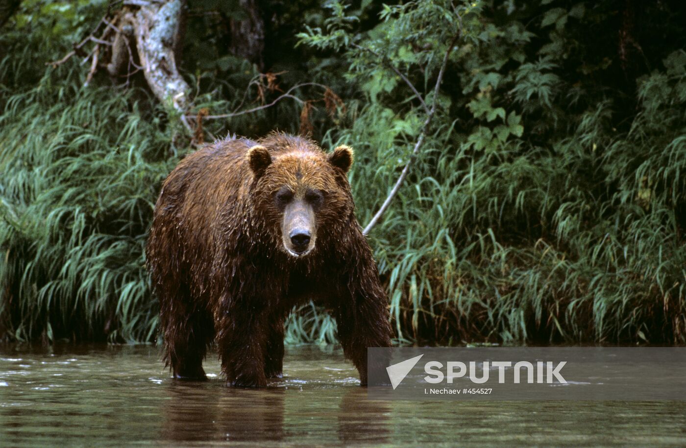 South Kamchatka Sanctuary