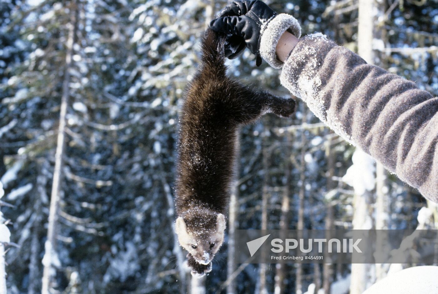 Siberian Sable