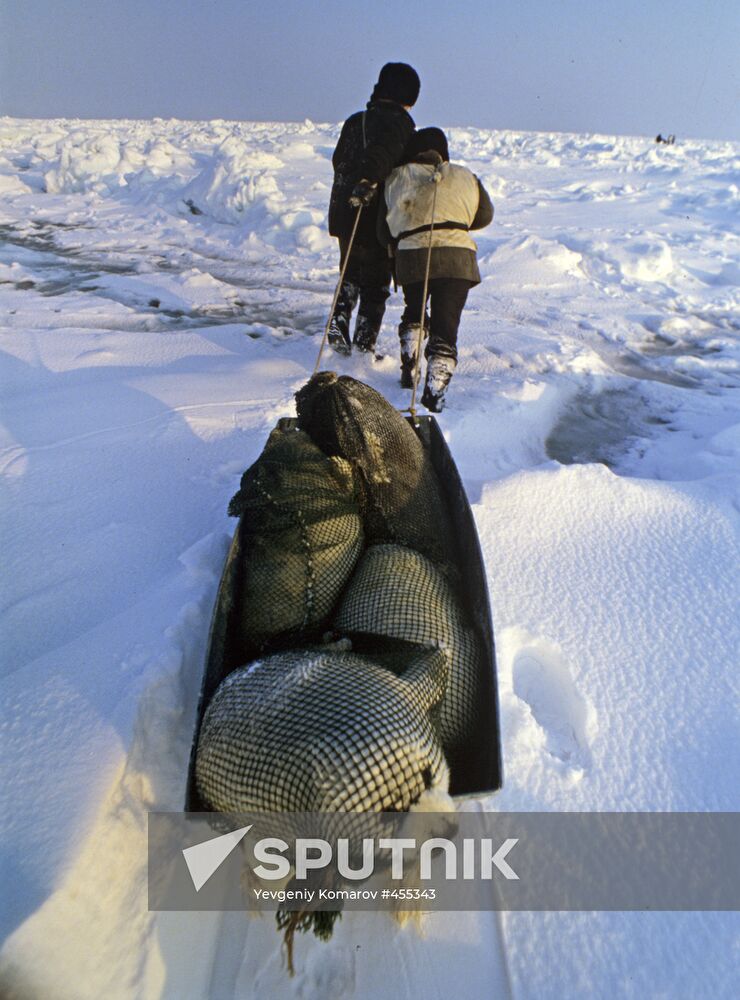 Carrying sea-dogs