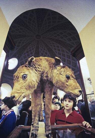 Two-headed calf