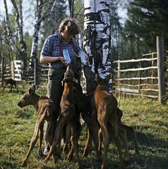 Feeding moose calves