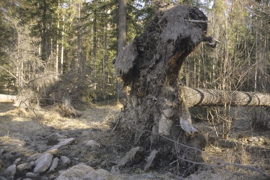 Forest near Malyshevskoye emerald-beryl asset