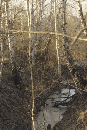 Forest at Malyshevskoye asset