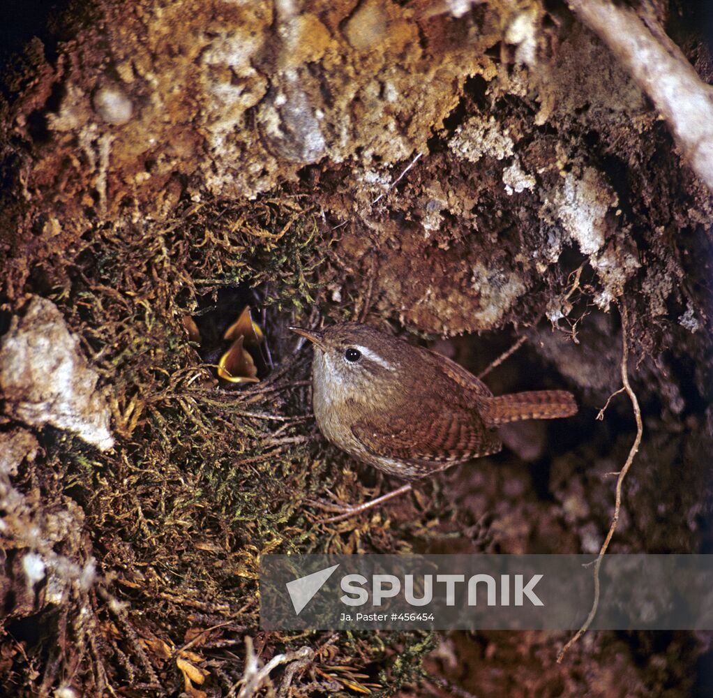 Wren at the nest