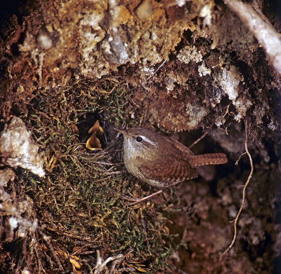 Wren at the nest